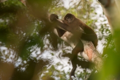 Corcovado National Park, Costa Rica