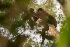 Corcovado National Park, Costa Rica