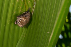 Corcovado National Park, Costa Rica