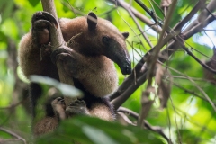 Corcovado National Park, Costa Rica, Centroamerica