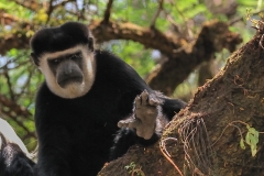 Colobus guereza, colobo bianco e nero orientale, tMetu, Etiopia, Africa; Roberto Nistri fotografo