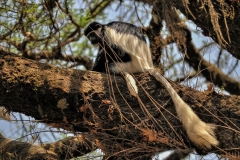 Colobus guereza, colobo bianco e nero orientale, tMetu, Etiopia, Africa; Roberto Nistri fotografo