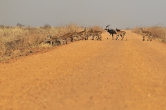 Kobus kob leucotis, antilope kob dalle orecchie bainche, mammiferi, Gambela National Park, Etiopia