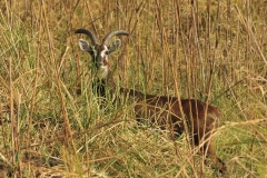 Kobus kob leucotis, antilope kob dalle orecchie bainche, mammiferi, Gambela National Park, Etiopia