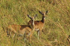 Kobus kob leucotis, antilope kob dalle orecchie bainche, mammiferi, Gambela National Park, Etiopia