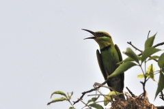 Merops hirundineus, Swallow-tailed Bee-eater, Gambela National Park, Etiopia, Africa, uccelli