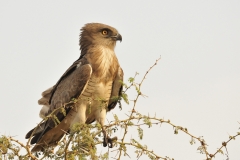 Aquila dei serpenti, Circaetus cinerascens, Gambela National Park, Etiopia, Africa