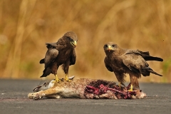 Milvus migrans, nibbio bruno, accipritidi, su carcassa di Canis mesomelas, sciacallo dalla gualdrappa, Gambela, Etiopia, Africa, uccelli rapaci diurni