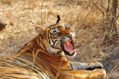 Tigre del Bengala (Panthera tigris tigris).