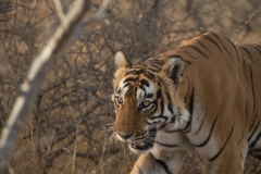 Tigre del Bengala (Panthera tigris tigris).