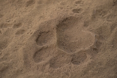 Impronta di tigre del Bengala (Panthera tigris tigris).