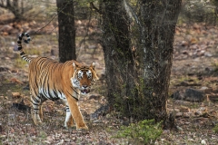 Tigre del Bengala (Panthera tigris tigris).