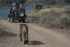 Tigre del Bengala (Panthera tigris tigris) si avvicina a una jeep di turisti.