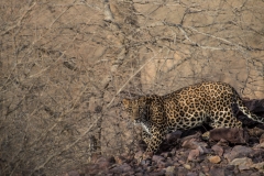 Leopardo indiano (Panthera pardus fusca).