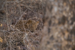 Leopardo indiano (Panthera pardus fusca).