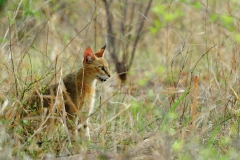 Jungle Cat (Felis chaus).